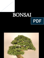 Bonsai Trees