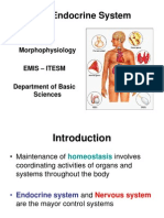 Endocrine System - Morphophysiology