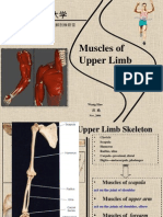 Muscles of Upper Limb: Wang Hao