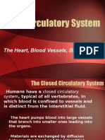 Circulatory System 