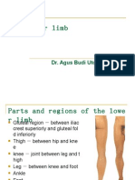 The Lower Limb