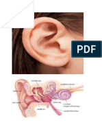 Anatomy of The Ear