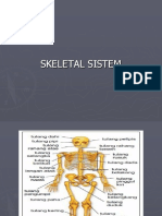 Skeletal System