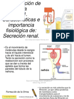 Formacion de La Orina