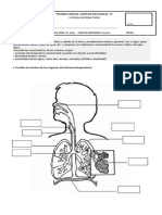 Prueba Sistema Respiratorio