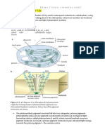 Photosynthesis 9700 Cie