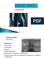 Male Genital Tract