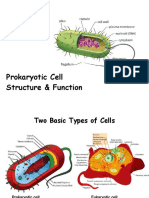 Prokaryotic Cell