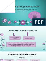 Oxidative Phosphorylation 1