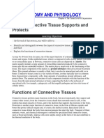 25 4.3 Connective Tissue Supports and Protects