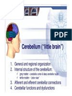 Cerebellum ("Little Brain") : 1. General and Regional Organization 2. Internal Structure of The Cerebellum