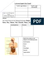 Why Do We Digest Lower
