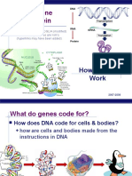 From Gene To Protein: How Genes Work