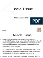 Muscle Tissue: Matthew Velkey, PH.D