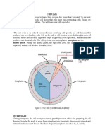 Cell Cycle Notes