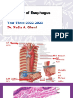 Esophagous Stomach Small Intestine Pathology