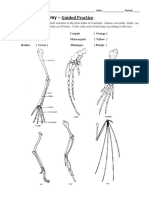 Comparative Anatomy