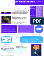 Fungi and Protozoa