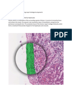 Liver Histology