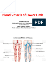 Bloodvesselsoflowerlimb