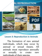 Animal Reproduction