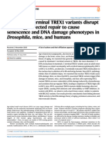 Inherited C-Terminal TREX1 Variants Disrupt Homology-Directed Repair To Cause Senescence and DNA Damage Phenotypes in Drosophila, Mice, and Humans