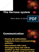 Nervous System Powerpoint