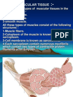 Muscular Tissue