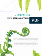 Los Helechos Como Plantas Ornamentales