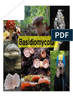 Agaricomycotina 2015 PDF