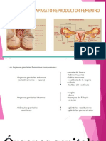 Diapostitivas Anatomia1-1