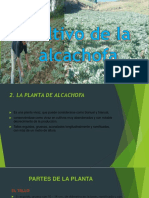 Cultivo de La Alcachofa