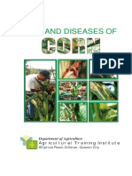 Corn Pest and Diseasses PDF