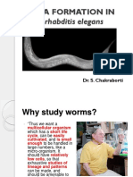 Vulval Development in C Elegans