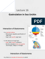 Lecture 16 Fate Mapping and Gastrulation in Sea Urchin