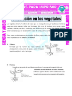 Ficha Circulación en Los Vegetales para Quinto de Primaria