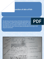 Structure and Function of Skin of Fish