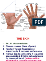 Palm Muscles