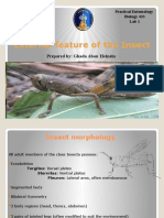 External Feature of The Insect: Prepared By: Ghada Abou Eleinein