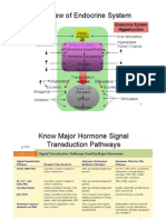 Review of Endocrine System