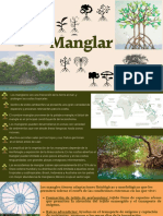 Manglar