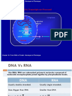 Eukaryotic mRNA Transcripts Are Processed: Cytoplasm