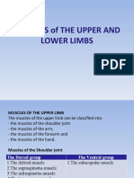 Muscles of The Upper and Lower Limbs