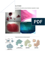Exoskeleton (Scales) of Fishes