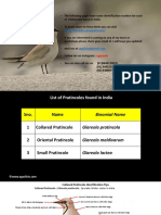 Of Pratincoles Found in India: Ogajanak