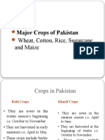 Major Crops of Pakistan Wheat, Cotton, Rice, Sugarcane: and Maize