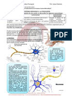 S. Nervoso Fisiología