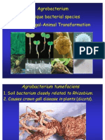 Agrobacterium