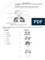 Worksheet Respirstory-System