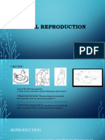 Animal Reproduction Week 3